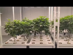 سیستم هیدروپونیک هواپیمایی گلخانه